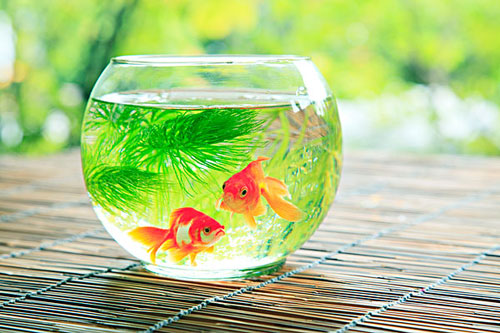 居家养鱼风水考究，，，，怎么养鱼招财气？？？